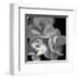 Rose for Romance I-Richard Sutton-Framed Art Print