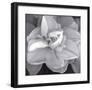 Rose for Romance II-Richard Sutton-Framed Art Print