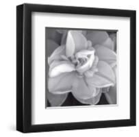 Rose for Romance II-Richard Sutton-Framed Art Print