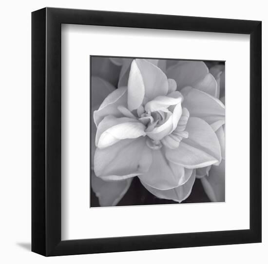 Rose for Romance II-Richard Sutton-Framed Art Print