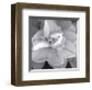 Rose for Romance II-Richard Sutton-Framed Art Print