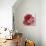 Rose For Warhol-Jodi Maas-Giclee Print displayed on a wall