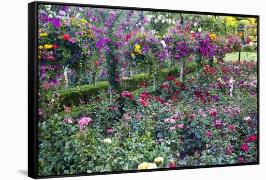 Rose Garden at Butchard Gardens in Full Bloom, Victoria, British Columbia, Canada-Terry Eggers-Framed Stretched Canvas