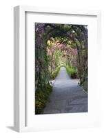 Rose Garden at Butchard Gardens in Full Bloom, Victoria, British Columbia, Canada-Terry Eggers-Framed Photographic Print