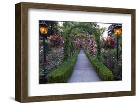 Rose Garden at Butchard Gardens in Full Bloom, Victoria, British Columbia, Canada-Terry Eggers-Framed Photographic Print