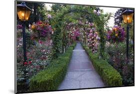 Rose Garden at Butchard Gardens in Full Bloom, Victoria, British Columbia, Canada-Terry Eggers-Mounted Photographic Print