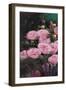 Rose Garden I-li bo-Framed Art Print