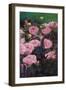 Rose Garden II-li bo-Framed Art Print