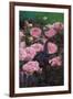 Rose Garden II-li bo-Framed Art Print