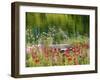 Rose Garden Impressions-Jessica Jenney-Framed Giclee Print