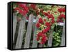 Rose Garden Picket Fence Overgrown by a Bush of Red Roses-null-Framed Stretched Canvas