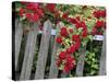 Rose Garden Picket Fence Overgrown by a Bush of Red Roses-null-Stretched Canvas