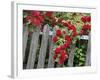 Rose Garden Picket Fence Overgrown by a Bush of Red Roses-null-Framed Photographic Print