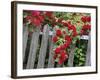 Rose Garden Picket Fence Overgrown by a Bush of Red Roses-null-Framed Photographic Print