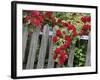 Rose Garden Picket Fence Overgrown by a Bush of Red Roses-null-Framed Photographic Print