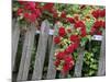 Rose Garden Picket Fence Overgrown by a Bush of Red Roses-null-Mounted Photographic Print