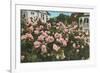 Rose Garden, Portland, Oregon-null-Framed Premium Giclee Print