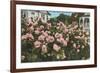 Rose Garden, Portland, Oregon-null-Framed Premium Giclee Print