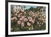 Rose Garden, Portland, Oregon-null-Framed Premium Giclee Print