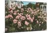 Rose Garden, Portland, Oregon-null-Mounted Premium Giclee Print