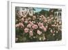 Rose Garden, Portland, Oregon-null-Framed Art Print