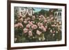 Rose Garden, Portland, Oregon-null-Framed Art Print