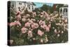 Rose Garden, Portland, Oregon-null-Stretched Canvas