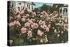 Rose Garden, Portland, Oregon-null-Stretched Canvas