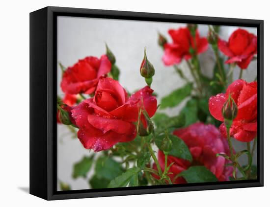 Rose Garden-Nicole Katano-Framed Stretched Canvas