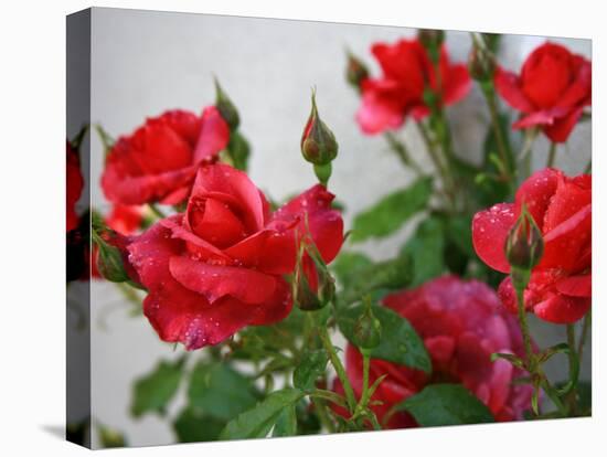 Rose Garden-Nicole Katano-Stretched Canvas