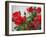 Rose Garden-Nicole Katano-Framed Photo