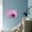 Rose Gerbera Blossom with Heart Made of Fabric-Andrea Haase-Photographic Print displayed on a wall