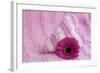 Rose Gerbera Blossom with Heart Made of Fabric-Andrea Haase-Framed Photographic Print