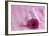 Rose Gerbera Blossom with Heart Made of Fabric-Andrea Haase-Framed Photographic Print