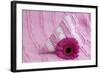 Rose Gerbera Blossom with Heart Made of Fabric-Andrea Haase-Framed Photographic Print