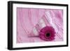 Rose Gerbera Blossom with Heart Made of Fabric-Andrea Haase-Framed Photographic Print