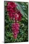 Rose Grape, Showy Medinilla-Lisa Engelbrecht-Mounted Photographic Print