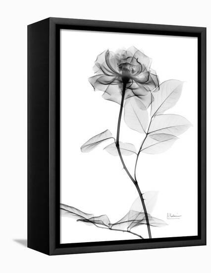 Rose Gray A-Albert Koetsier-Framed Stretched Canvas