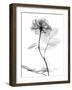 Rose Gray A-Albert Koetsier-Framed Art Print