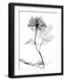 Rose Gray A-Albert Koetsier-Framed Art Print