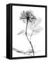 Rose Gray A-Albert Koetsier-Framed Stretched Canvas