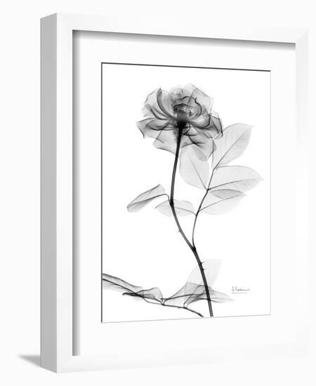 Rose Gray A-Albert Koetsier-Framed Art Print