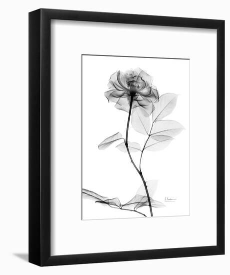 Rose Gray A-Albert Koetsier-Framed Premium Giclee Print