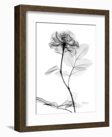 Rose Gray A-Albert Koetsier-Framed Premium Giclee Print