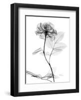 Rose Gray A-Albert Koetsier-Framed Premium Giclee Print