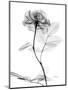 Rose Gray A-Albert Koetsier-Mounted Premium Giclee Print