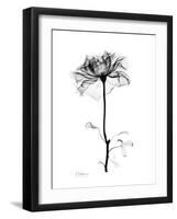 Rose Gray-Albert Koetsier-Framed Art Print