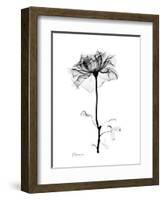 Rose Gray-Albert Koetsier-Framed Art Print