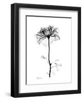 Rose Gray-Albert Koetsier-Framed Art Print