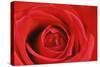 Rose Heart of Red Rose-null-Stretched Canvas